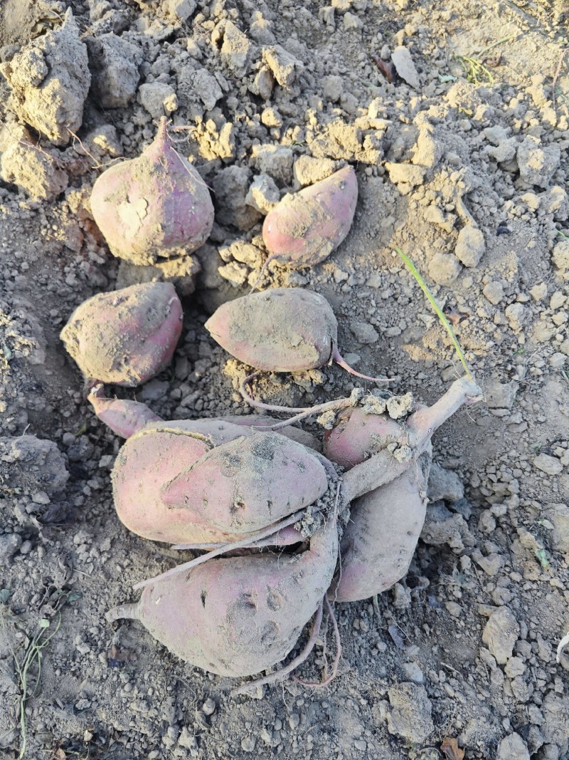 红红薯10吨