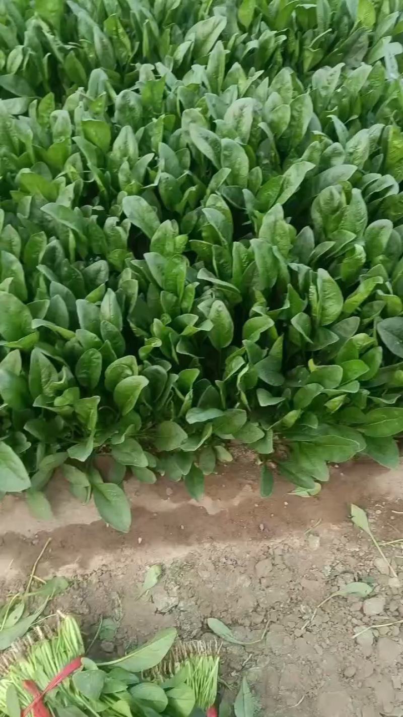 大叶菠菜