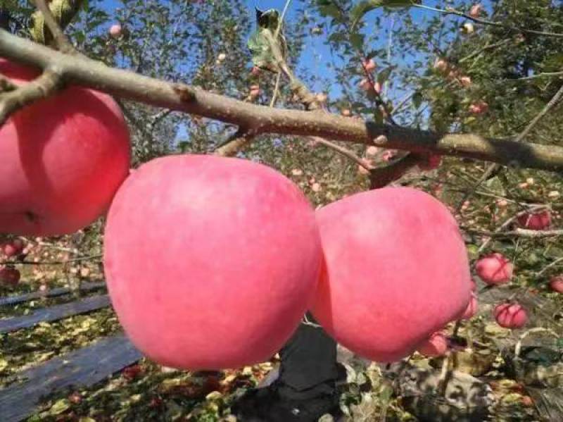 红富士苹果产地直发可对接各种市场欢迎咨询