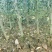 枳壳苗基地直供一手货源批发保证成活率欢迎合作