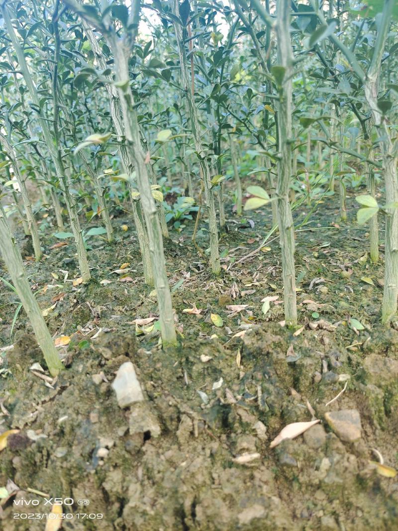 枳壳苗基地直供一手货源批发保证成活率欢迎合作