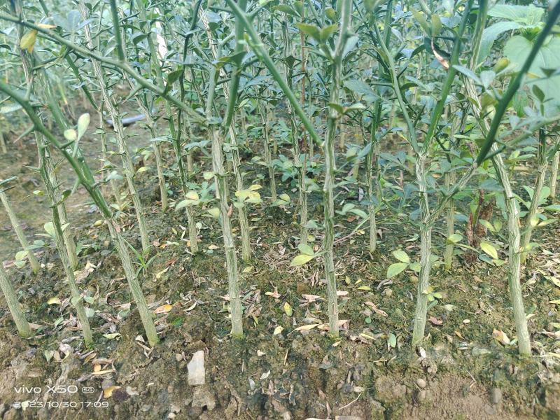枳壳苗基地直供一手货源批发保证成活率欢迎合作
