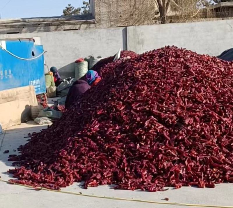 甘肃酒泉是辣椒种植基地1363干辣椒，欢迎各位老板采购