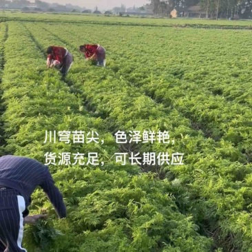 川芎苗尖川穹叶鲜货养生菜货源充足
