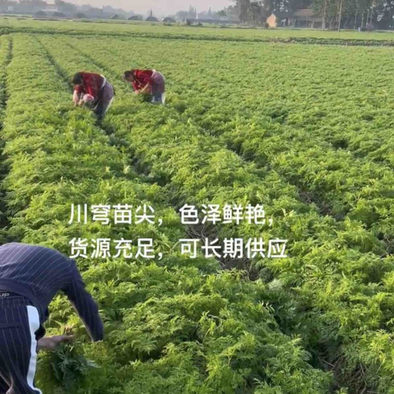 川芎苗尖川穹叶鲜货养生菜货源充足