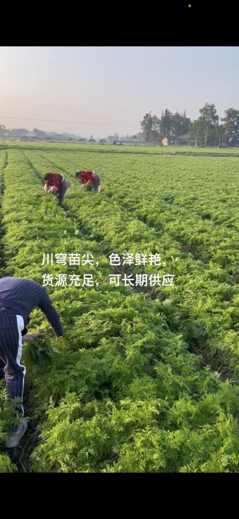 川芎苗尖川穹叶鲜货养生菜货源充足