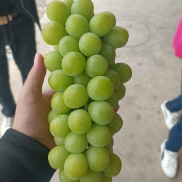 辽宁阳光玫瑰基地