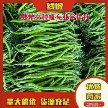安阳内黄鲜辣椒-线椒品质好价格实惠欢迎采购