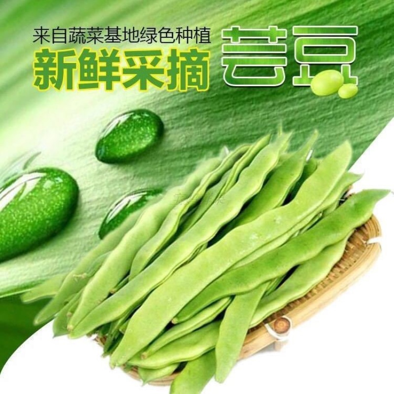 河北种植批发市场芸豆大量现货保质保量欢迎致电批发