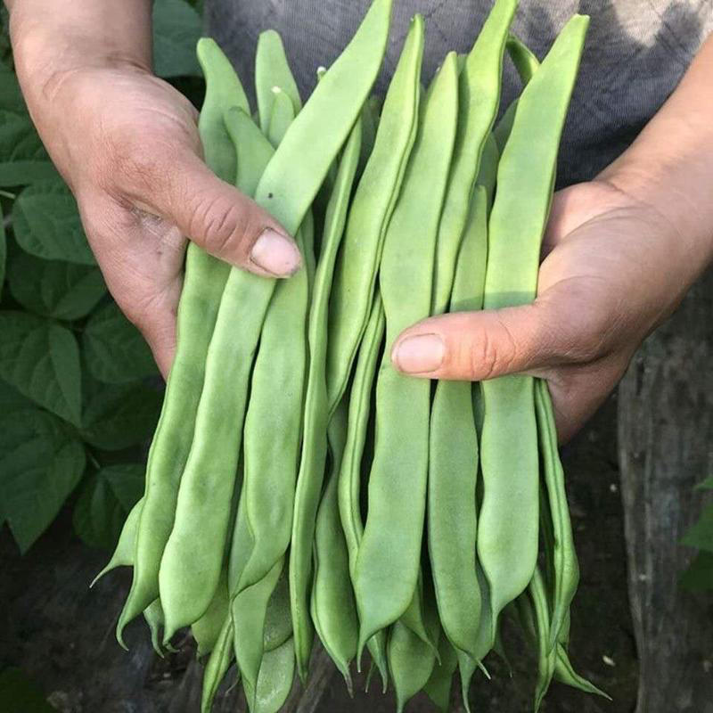 河北种植批发市场芸豆大量现货保质保量欢迎致电批发