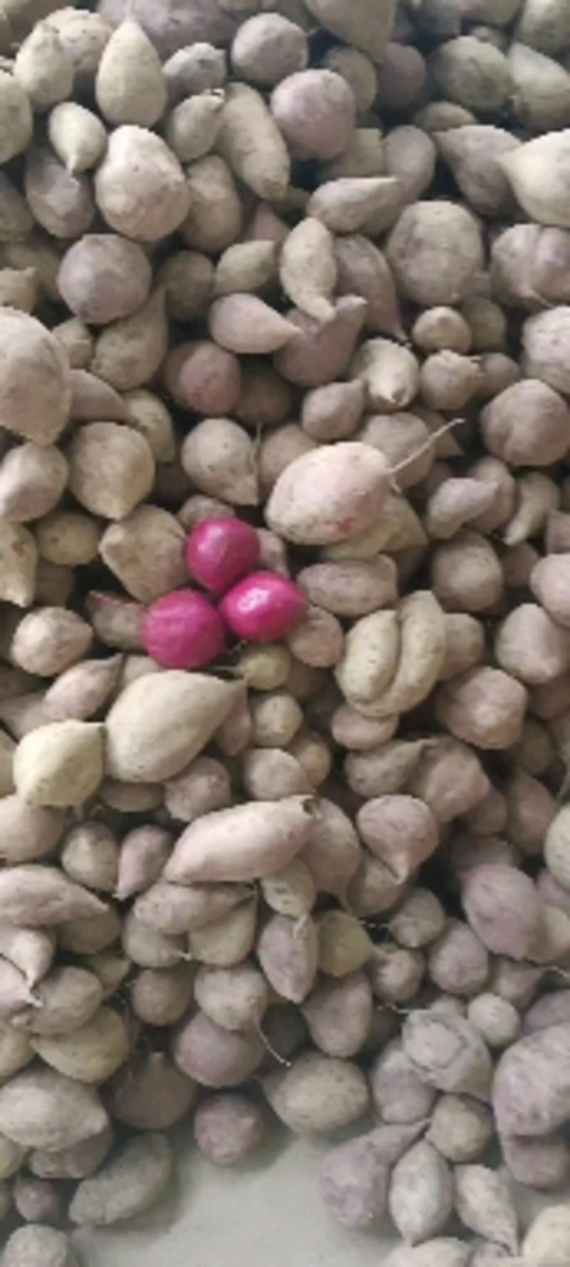 云南紫薯，粉丝福利3000单五斤一箱只需要9.9元…