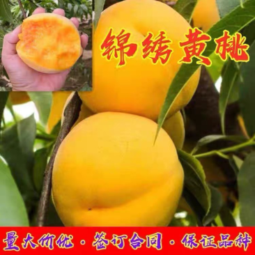 果园直发桃树苗锦绣黄桃黄金冠（罐头专用）保证品种成活率