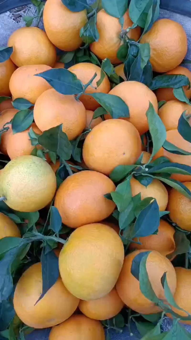 蒲江爱媛果冻橙，可以吸的橙子，爆甜多汁，对接全国电商市场