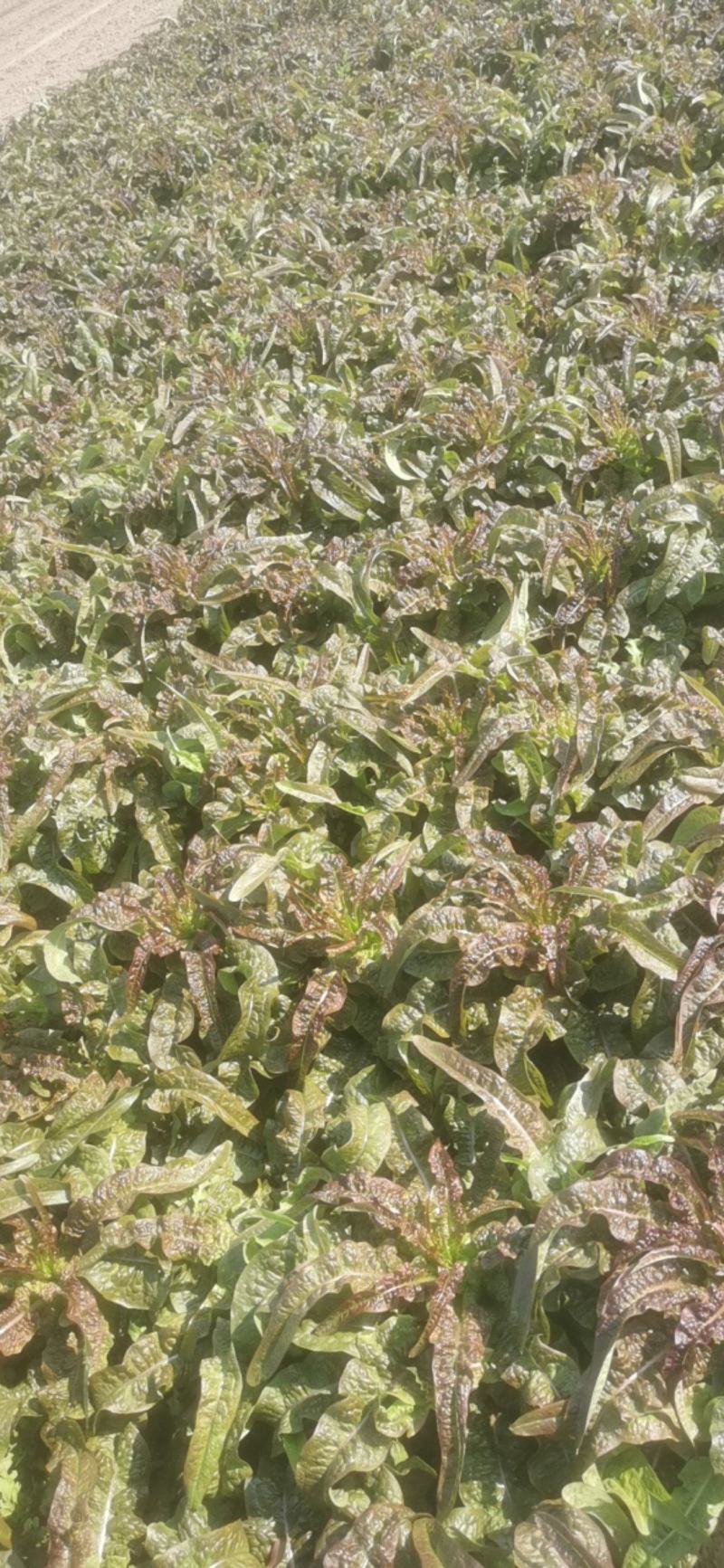 【实力推荐】红叶香莴苣对接全国品质保证可视频看货