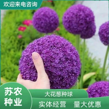 荷兰进口大花葱球室内外耐寒花卉盆栽植物庭院地栽四季好养易