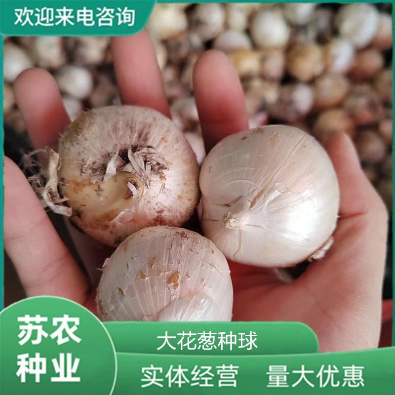 荷兰进口大花葱球室内外耐寒花卉盆栽植物庭院地栽四季好养易