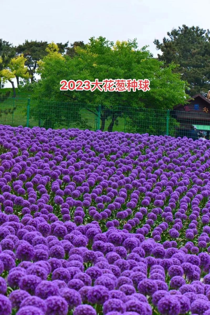 荷兰进口大花葱球室内外耐寒花卉盆栽植物庭院地栽四季好养易