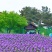 荷兰进口大花葱球室内外耐寒花卉盆栽植物庭院地栽四季好养易