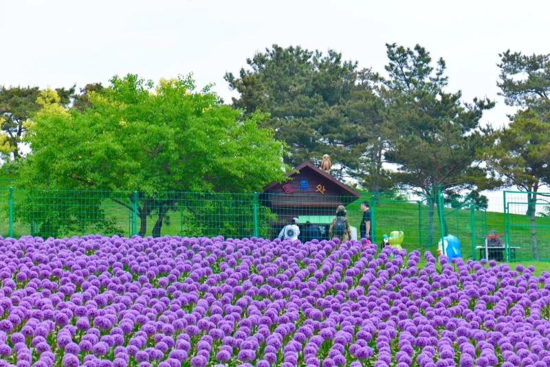 荷兰进口大花葱球室内外耐寒花卉盆栽植物庭院地栽四季好养易