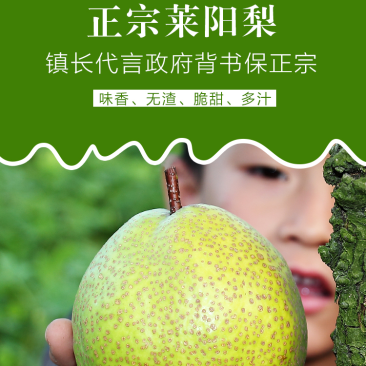 莱阳梨一手货源实力代收代办对接全国市场欢迎来电