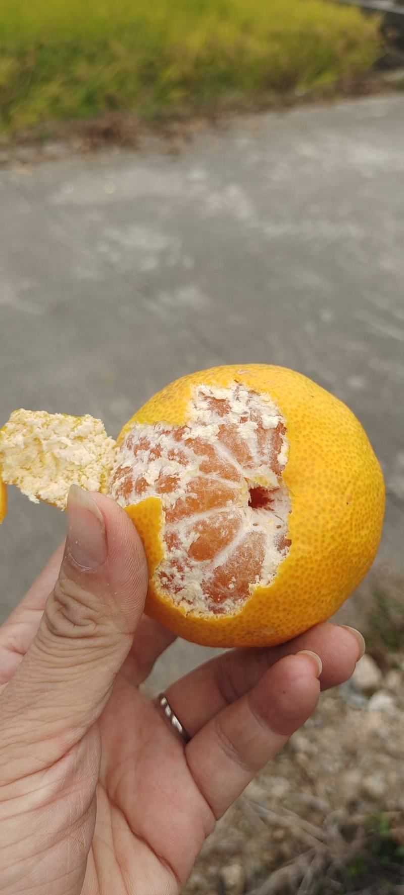 浙江台州三门高山早熟宫川蜜桔，晚桔，大泡桔代办