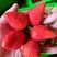 精品奶油草莓产地一手货源电商档口商超价格便宜