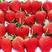 精品奶油草莓产地一手货源电商档口商超价格便宜