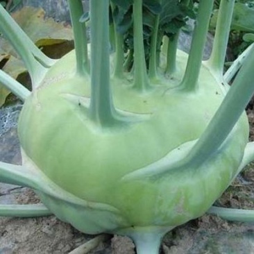 苤蓝菜