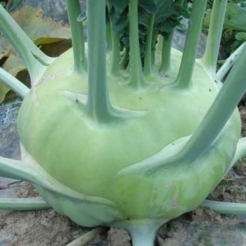 苤蓝菜