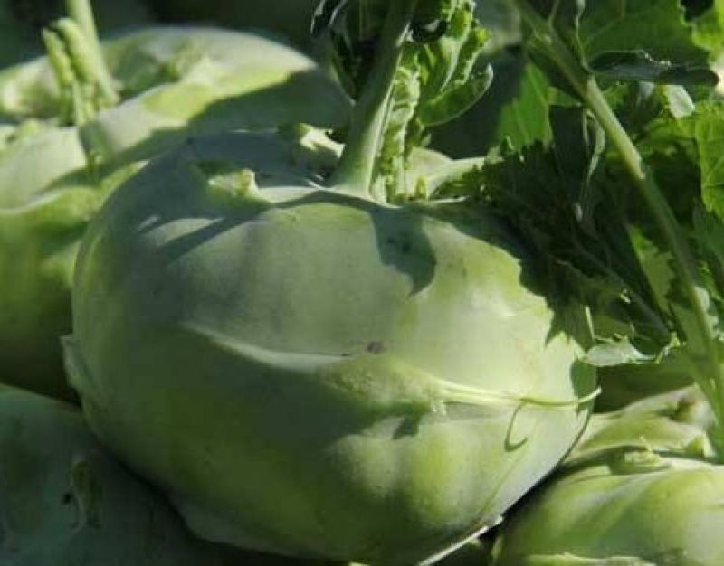 苤蓝菜