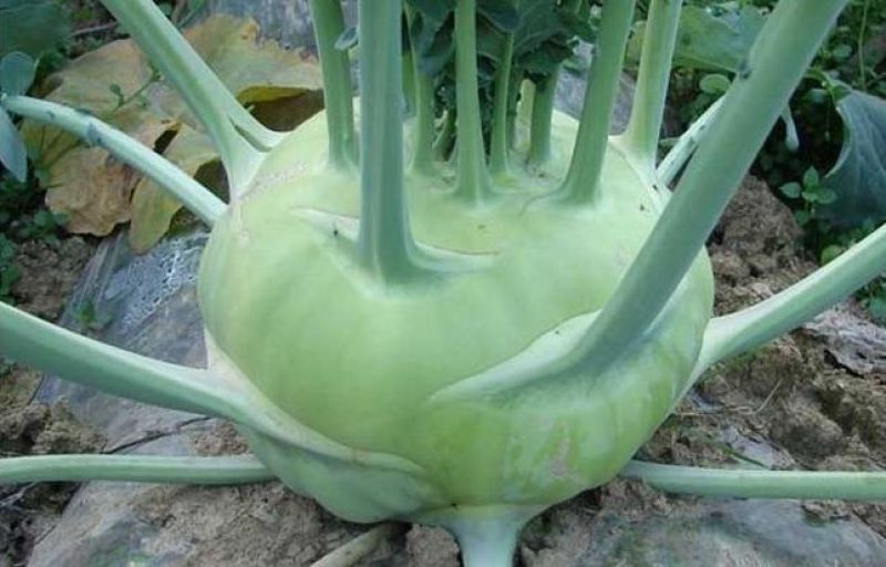 苤蓝菜