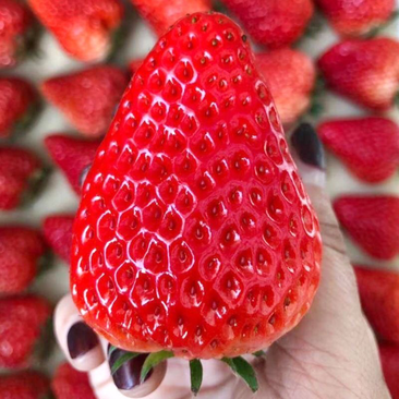 江苏精品奶油草莓品种齐全规格齐全电商商超批发