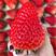 江苏奶油草莓大量上市视频看货，物美价廉