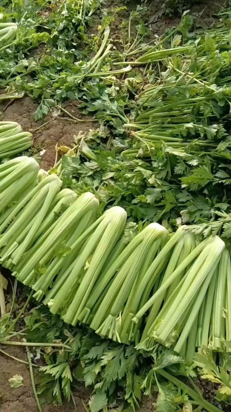 优质西芹.大量上市，货源充足.质量保证，一条龙服务
