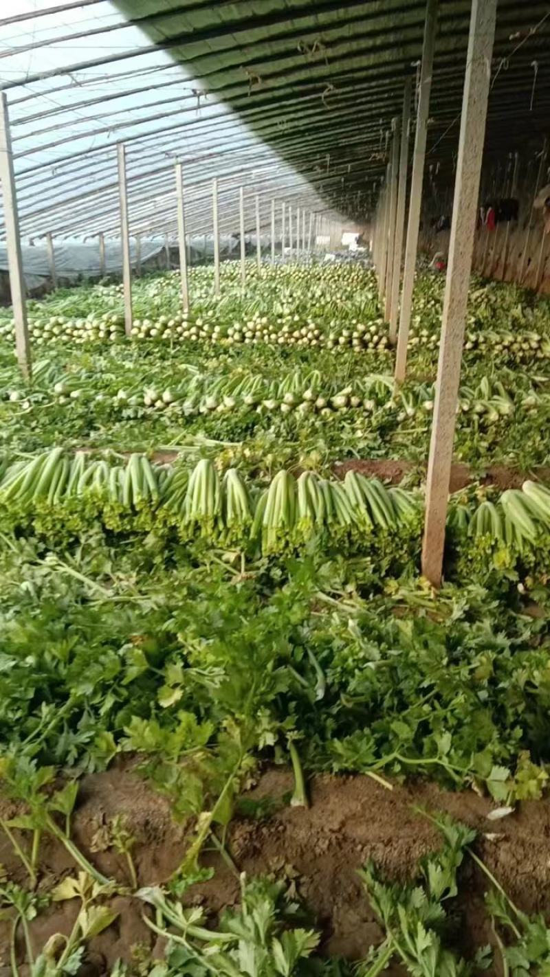 优质西芹.大量上市，货源充足.质量保证，一条龙服务