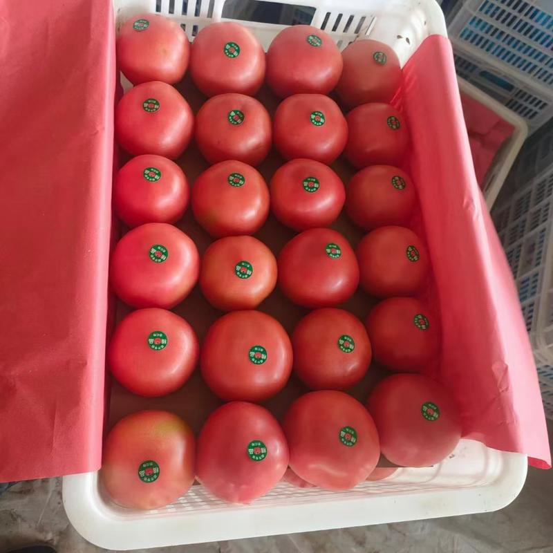 硬粉西红柿聊城沙镇西红柿万亩大棚蔬菜产区直发代收代发