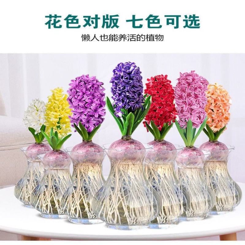 荷兰进口水培风信子种球浓香型花卉室内外阳台种植耐寒