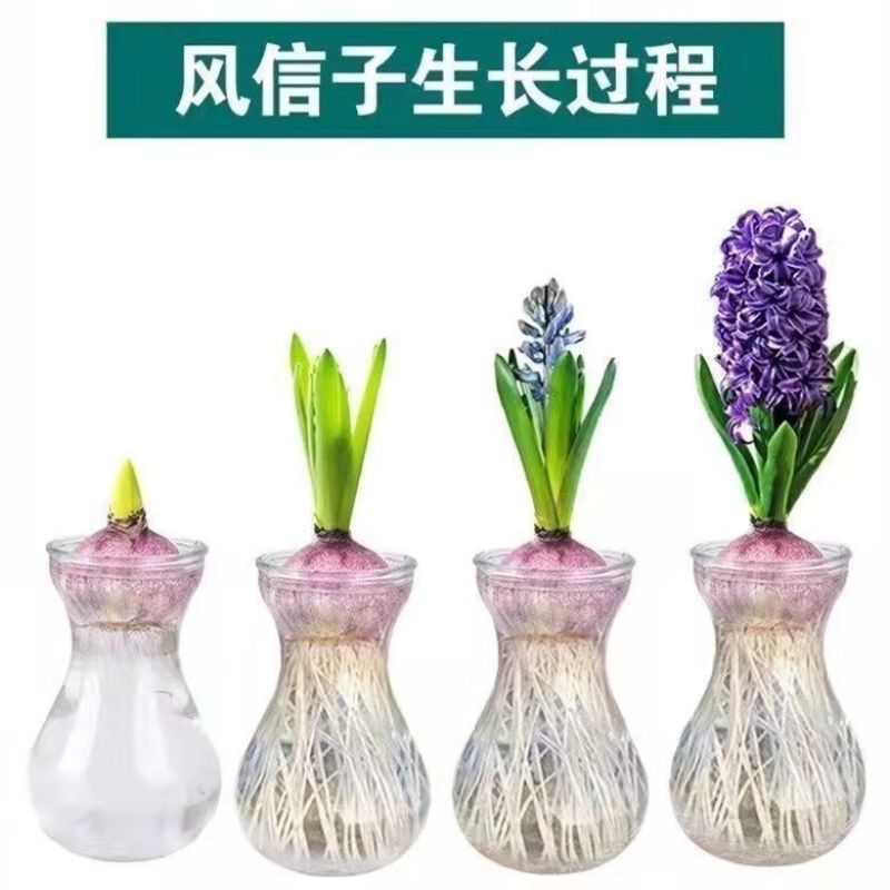 荷兰进口水培风信子种球浓香型花卉室内外阳台种植耐寒