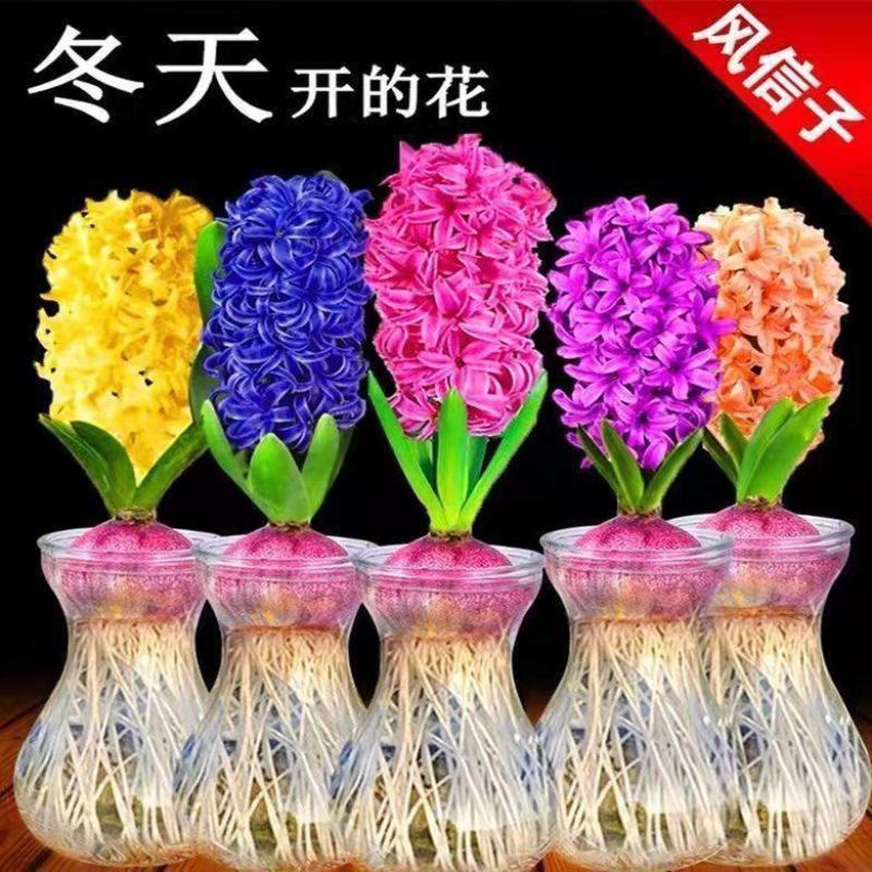 荷兰进口水培风信子种球浓香型花卉室内外阳台种植耐寒