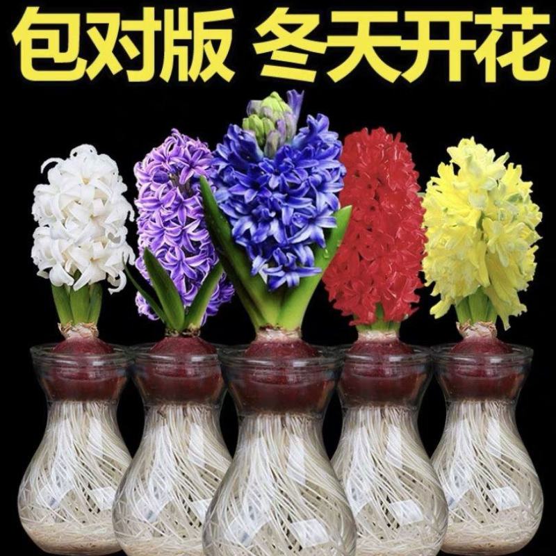 荷兰进口水培风信子种球浓香型花卉室内外阳台种植耐寒