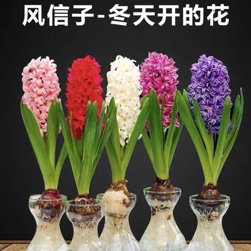荷兰进口水培风信子种球浓香型花卉室内外阳台种植耐寒