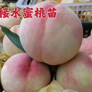 果园直发新品种水蜜桃苗阳山水蜜桃，奉化水蜜桃保证品种
