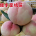 果园直发新品种水蜜桃苗阳山水蜜桃，奉化水蜜桃保证品种