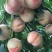 果园直发新品种水蜜桃苗阳山水蜜桃，奉化水蜜桃保证品种