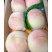 果园直发新品种水蜜桃苗阳山水蜜桃，奉化水蜜桃保证品种