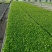 生菜苗球生菜苗苗圃直发提供技术可视频看货欢迎咨询