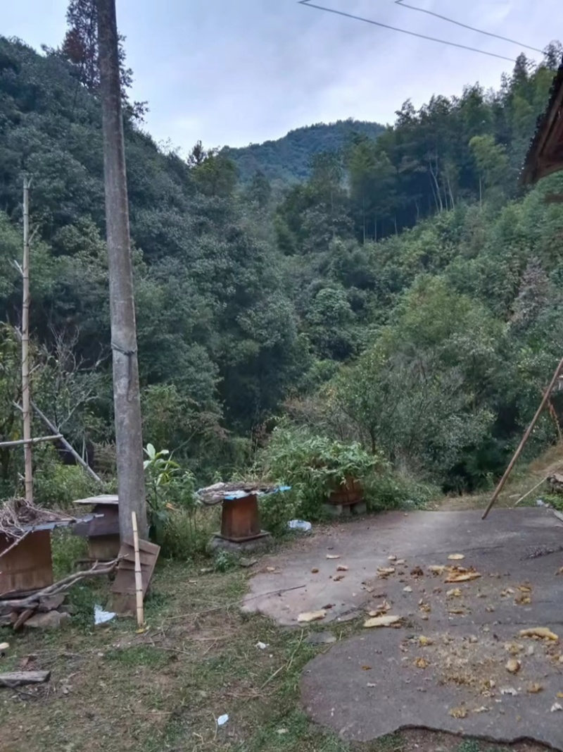 江西农家土蜂蜜美味纯正自然的味道欢迎老板电话联系