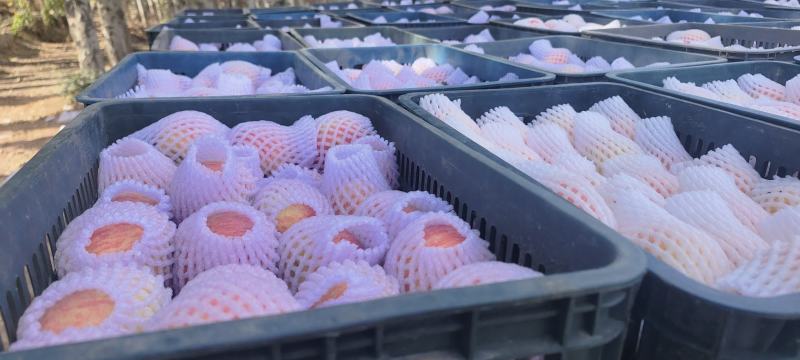 阿克苏一级冰糖心包邮一件发货批发零售都可