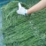 邳州优质贡菜大量上市中，质量好，价格低！价格低！