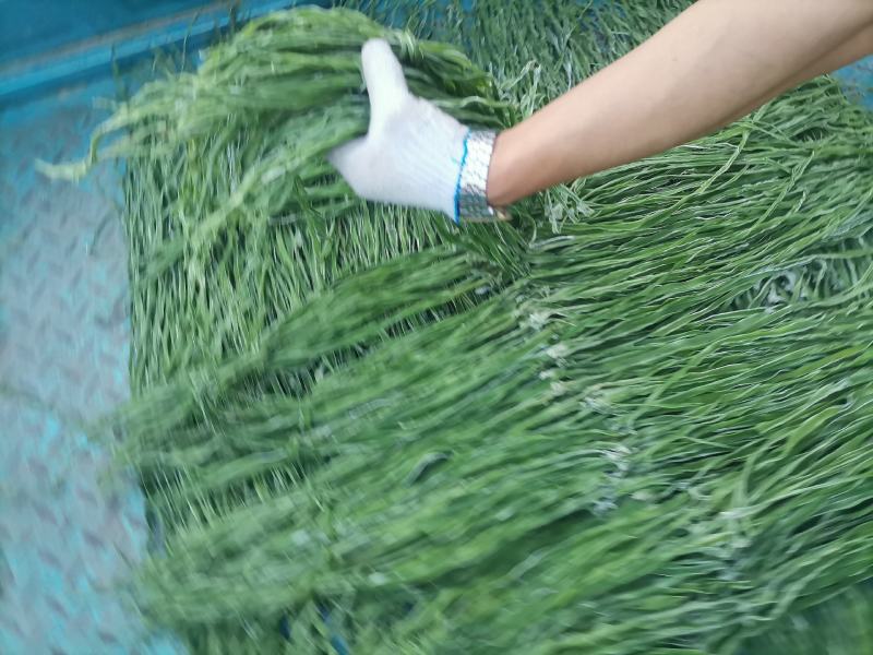 邳州优质贡菜大量上市中，质量好，价格低！价格低！